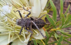 Hetrodes pupus