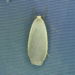 Eilema griseola