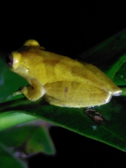 Dendropsophus minutus