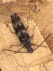 Diotimana undulata
