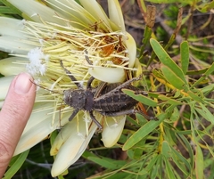 Hetrodes pupus