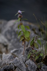 Mentha arvensis