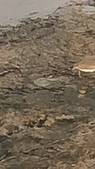 Charadrius semipalmatus