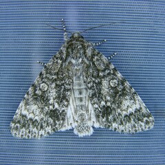Acronicta megacephala