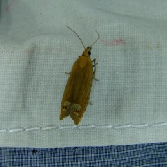 Lathronympha strigana