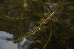 Myriophyllum sibiricum