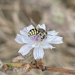Dianthidium