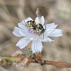 Dianthidium