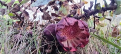 Protea amplexicaulis