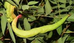 Baizongia pistaciae