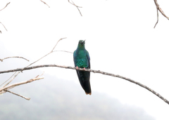 Pterophanes cyanopterus