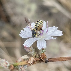 Dianthidium