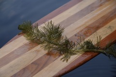 Myriophyllum sibiricum