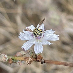 Dianthidium