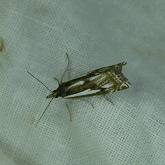 Crambus alienellus
