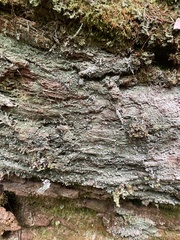 Icmadophila ericetorum