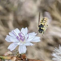 Dianthidium