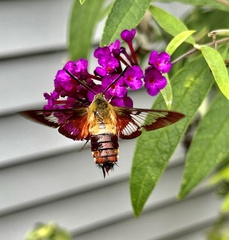 Hemaris thysbe