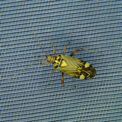 Rhabdomiris striatellus