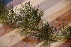 Myriophyllum sibiricum