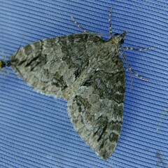 Hydriomena impluviata