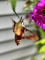 Hemaris thysbe