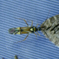 Cyllecoris