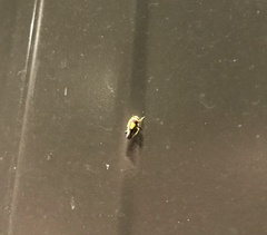 Colladonus clitellarius