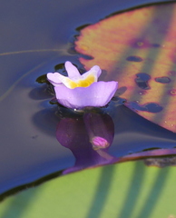 Utricularia purpurea