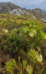 Protea repens