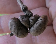 Heteroecus sanctaeclarae