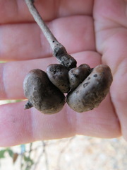 Heteroecus sanctaeclarae