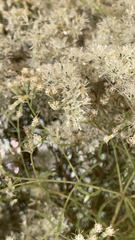 Brickellia eupatorioides