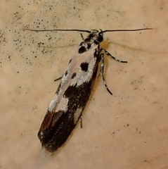 Ethmia