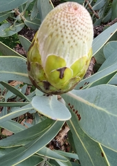 Protea nitida