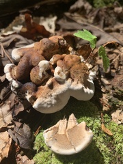 Ischnoderma resinosum