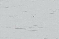 Hydrobates microsoma