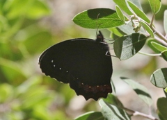 Gyrocheilus patrobas