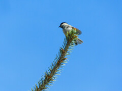 Poecile montanus