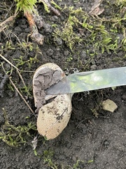 Scleroderma areolatum