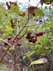 Aronia