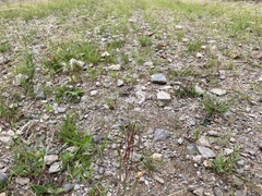 Hypericum gentianoides