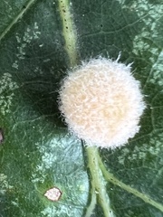 Druon quercusflocci