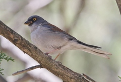 Junco phaeonotus