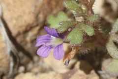 Schistophragma intermedium