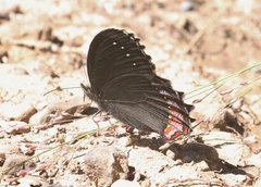 Gyrocheilus patrobas