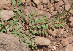 Euphorbia indivisa