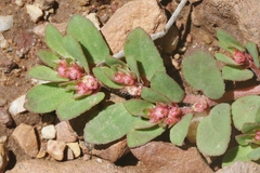 Euphorbia indivisa
