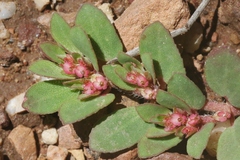 Euphorbia indivisa