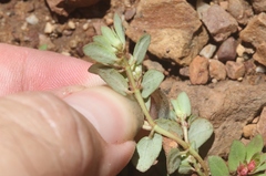 Euphorbia indivisa